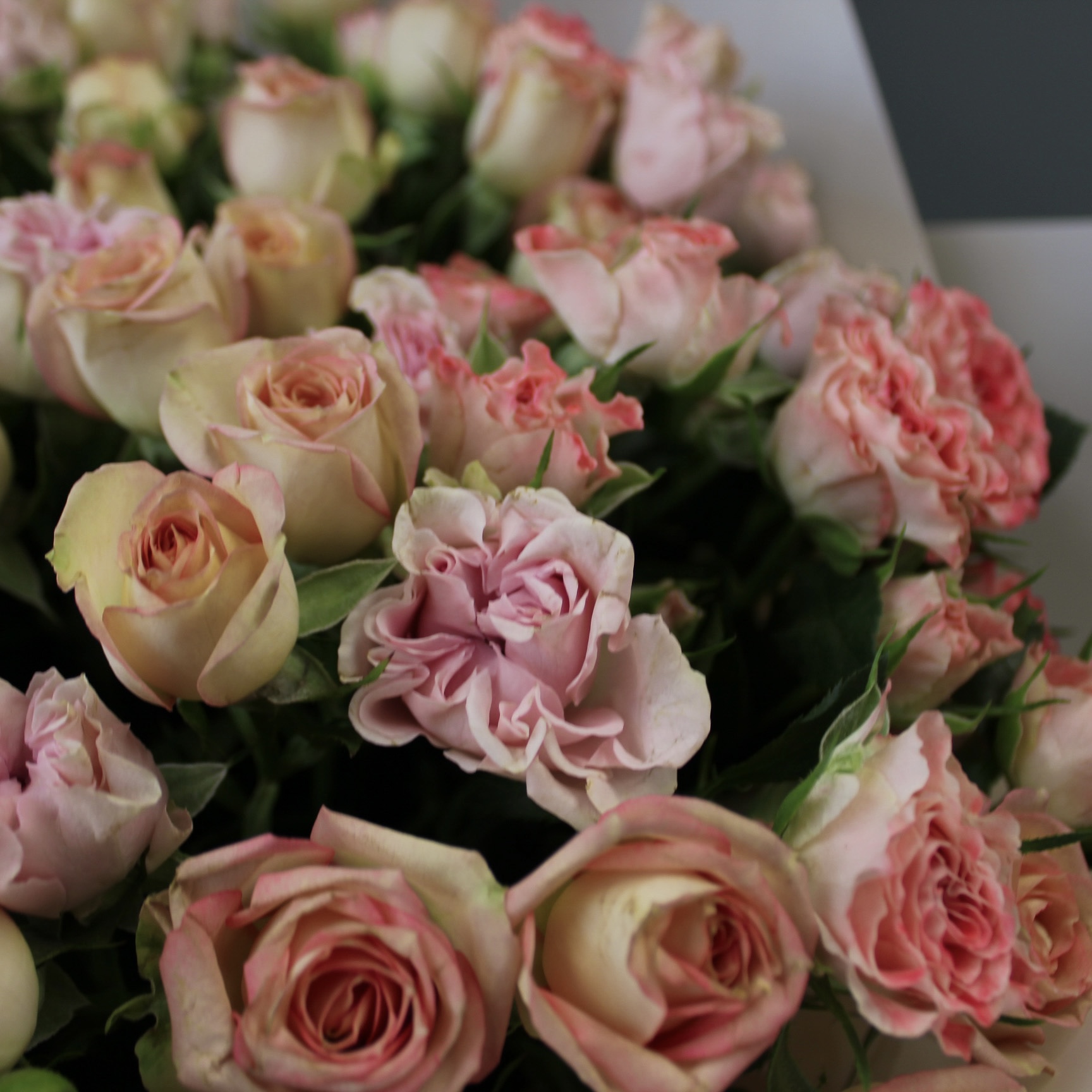 15 пионовидных кустовых роз