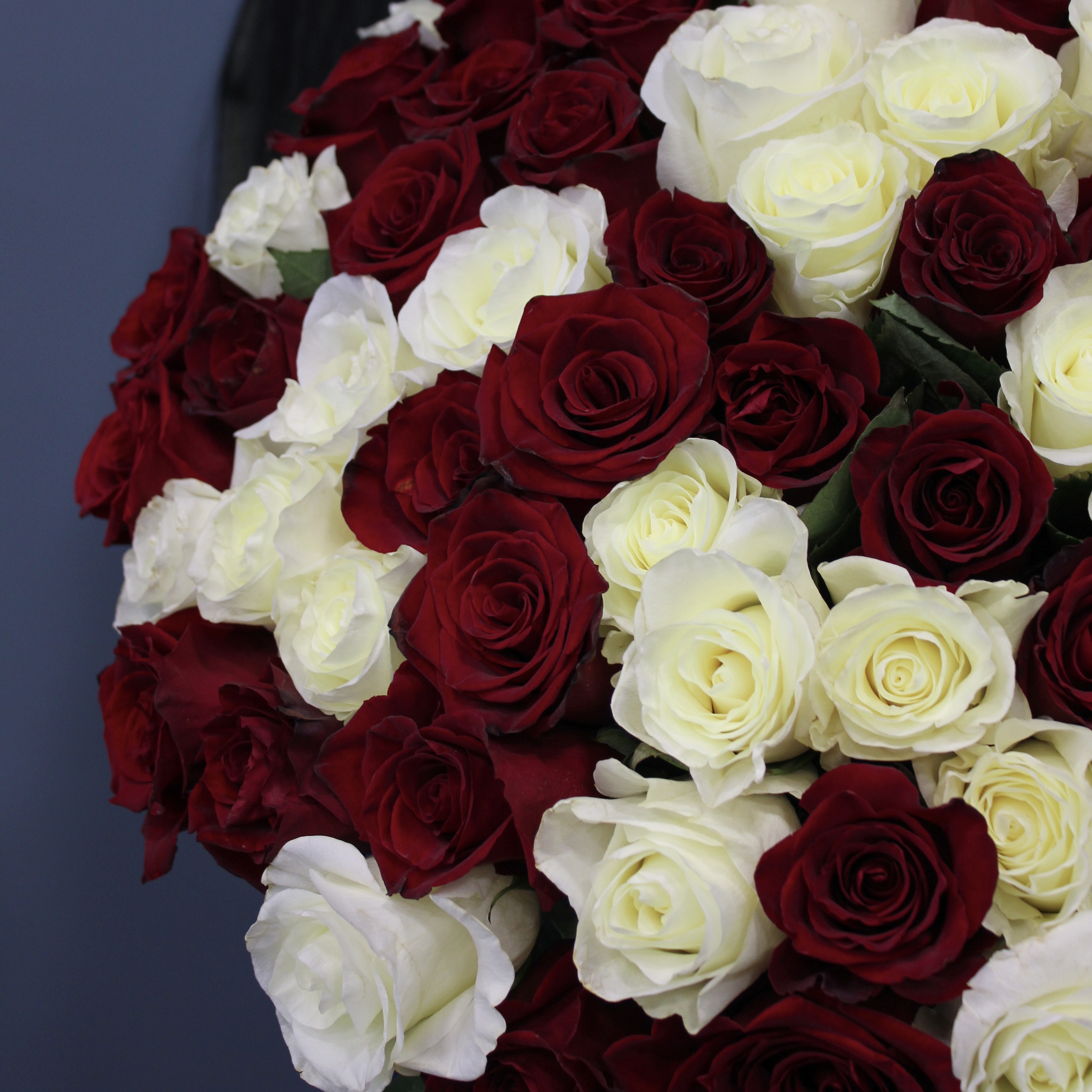101 красно-белая роза Эквадор