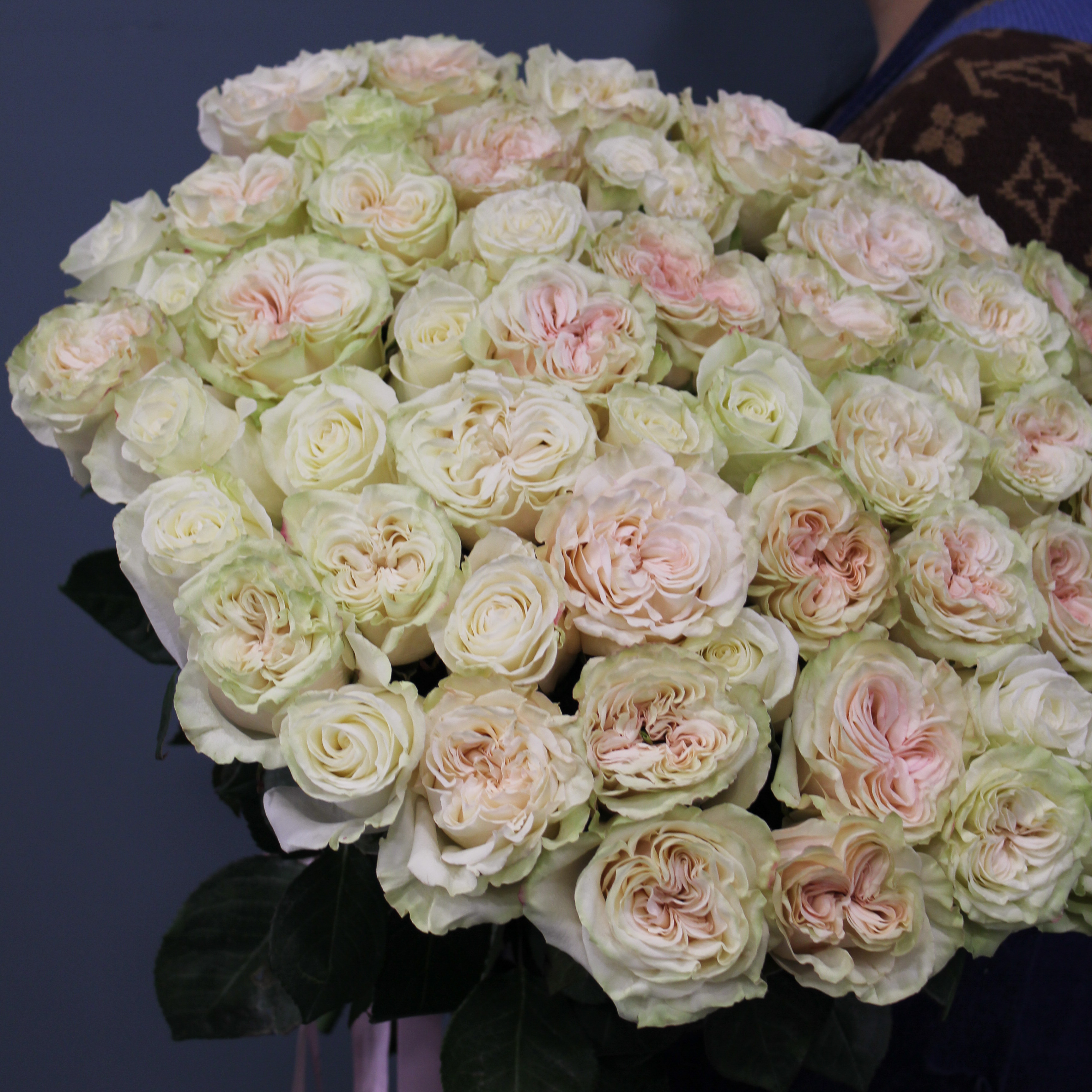51 светло-розовая пионовидная роза Эквадор