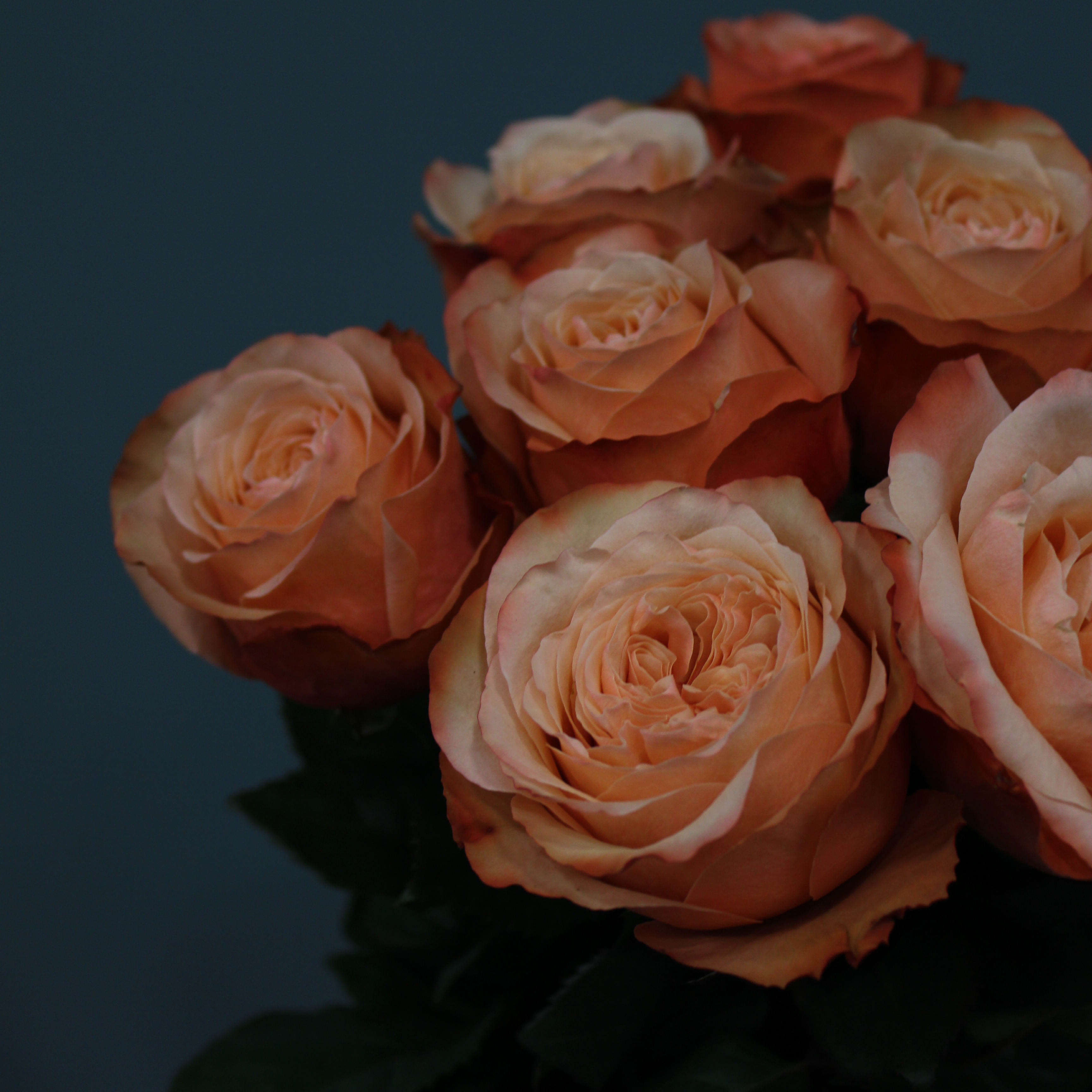 9 пионовидных роз "Kahala" Эквадор