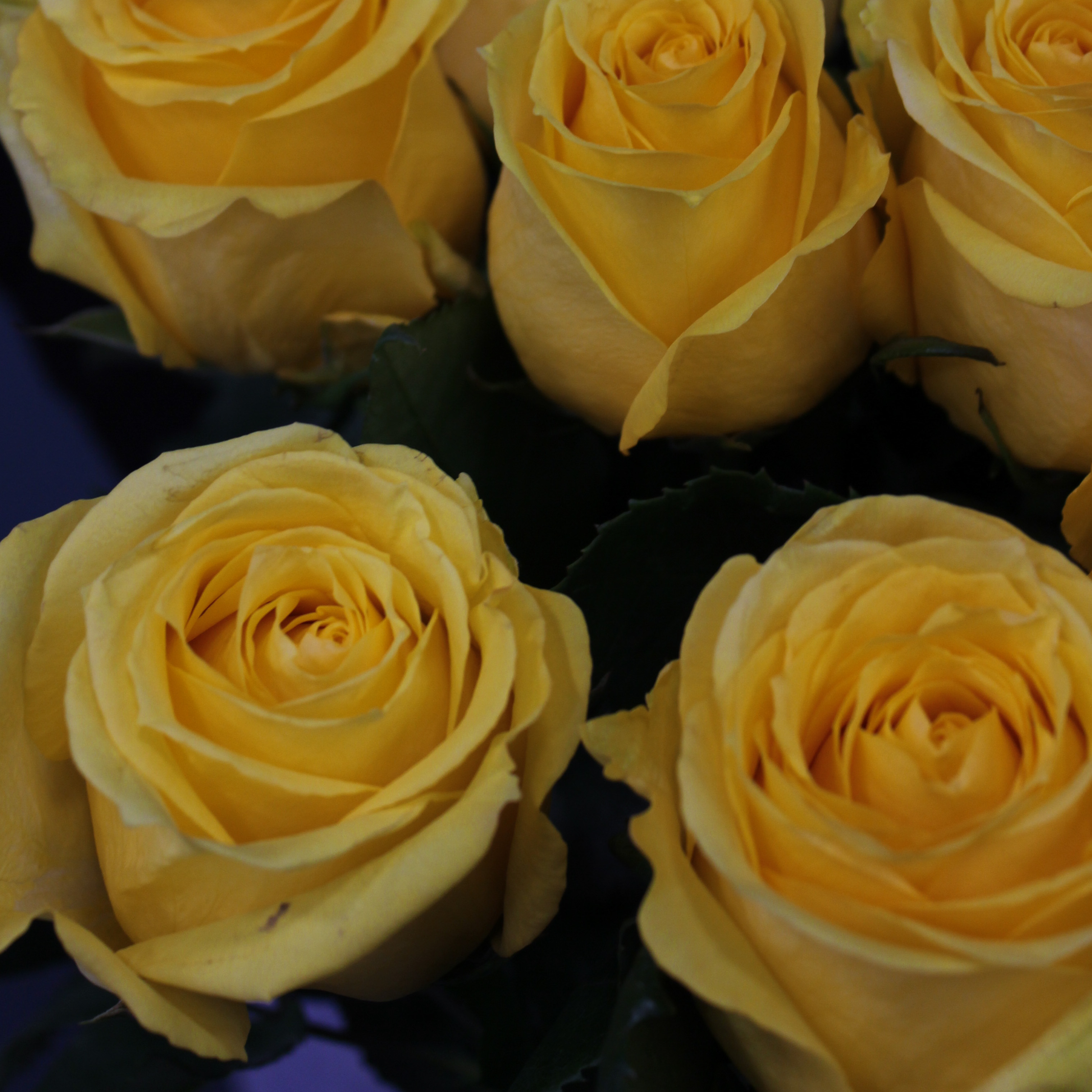 9 желтых роз Эквадор