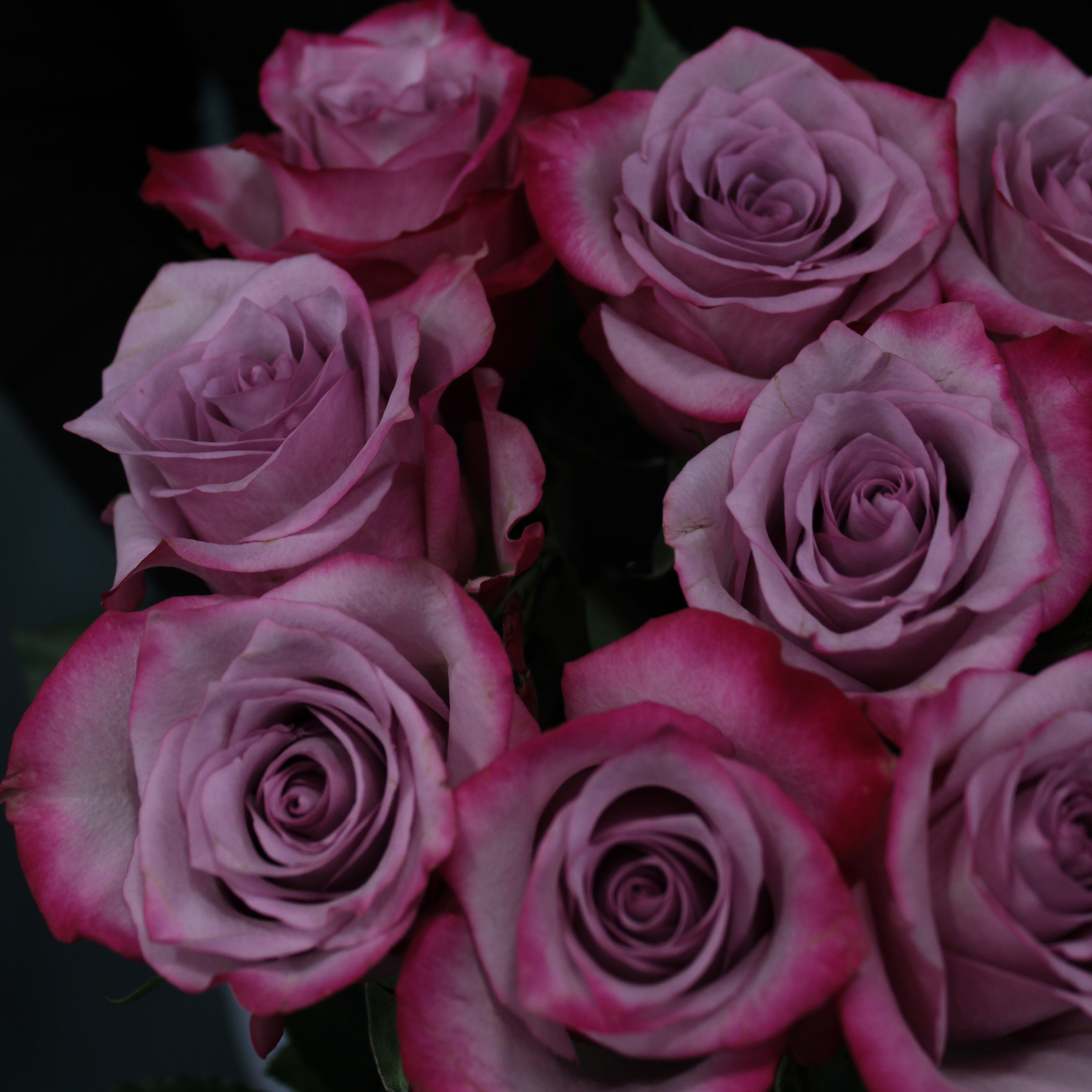9 фиолетовых роз Эквадор