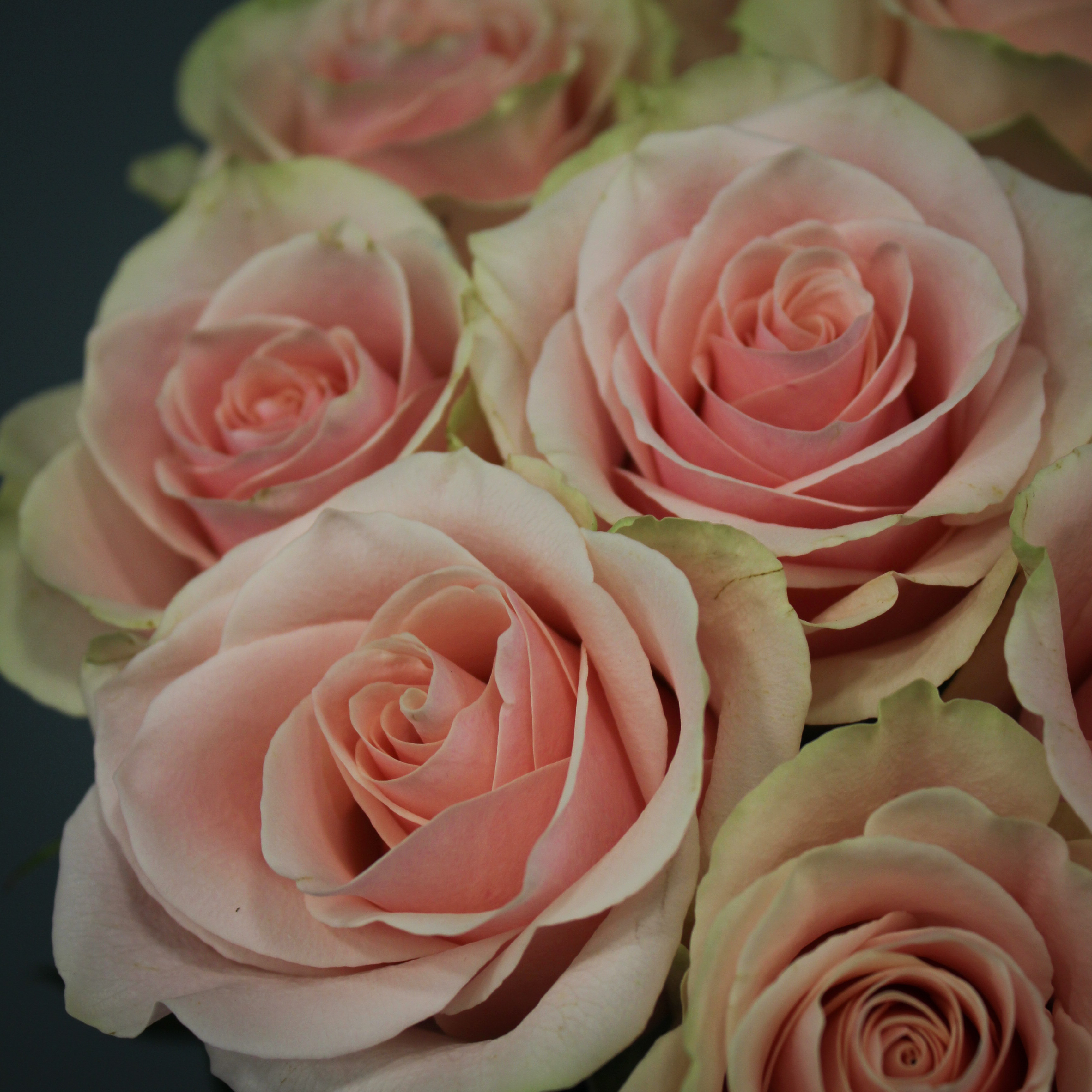 9 нежно-розовых роз