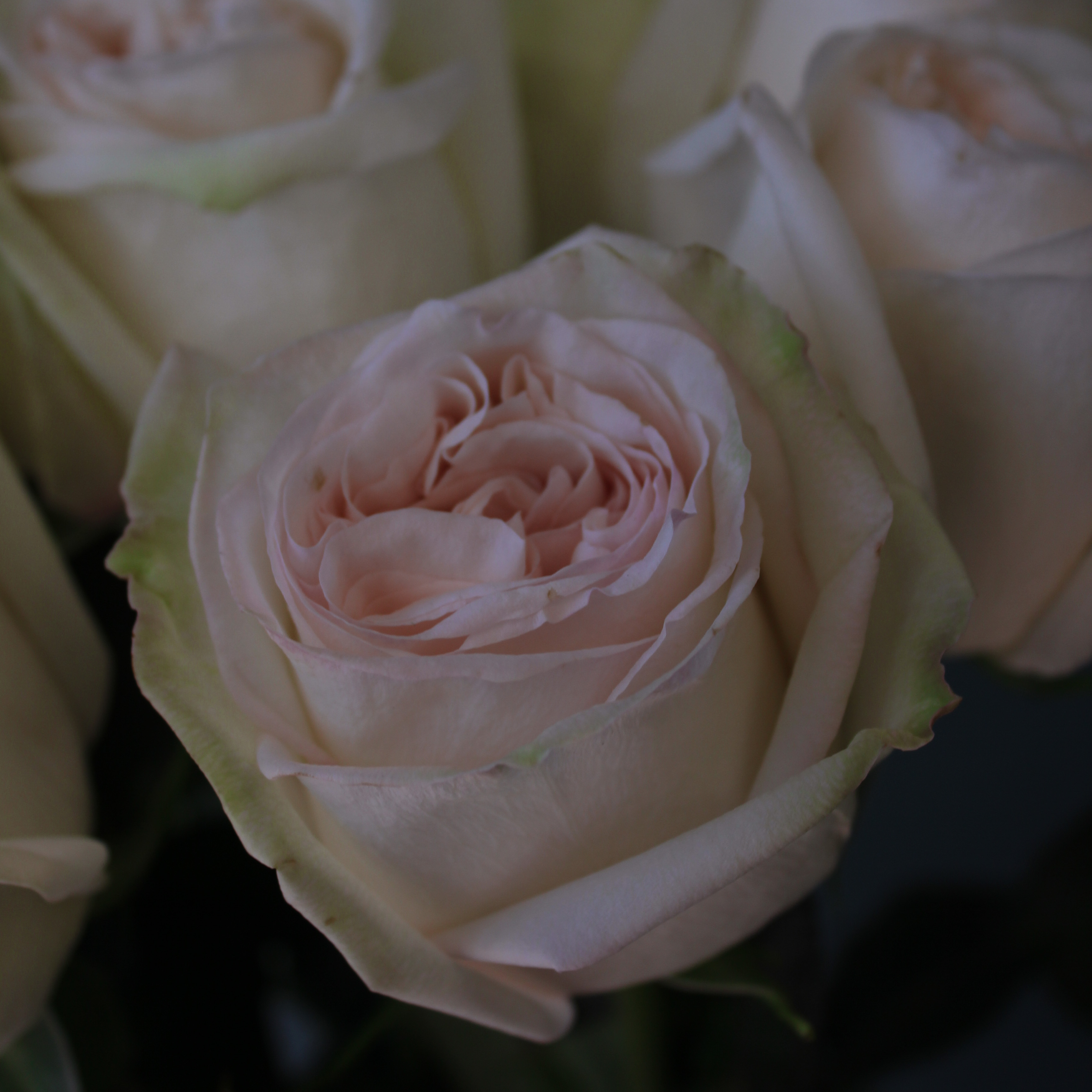 9 пионовидных роз White O'hara Эквадор