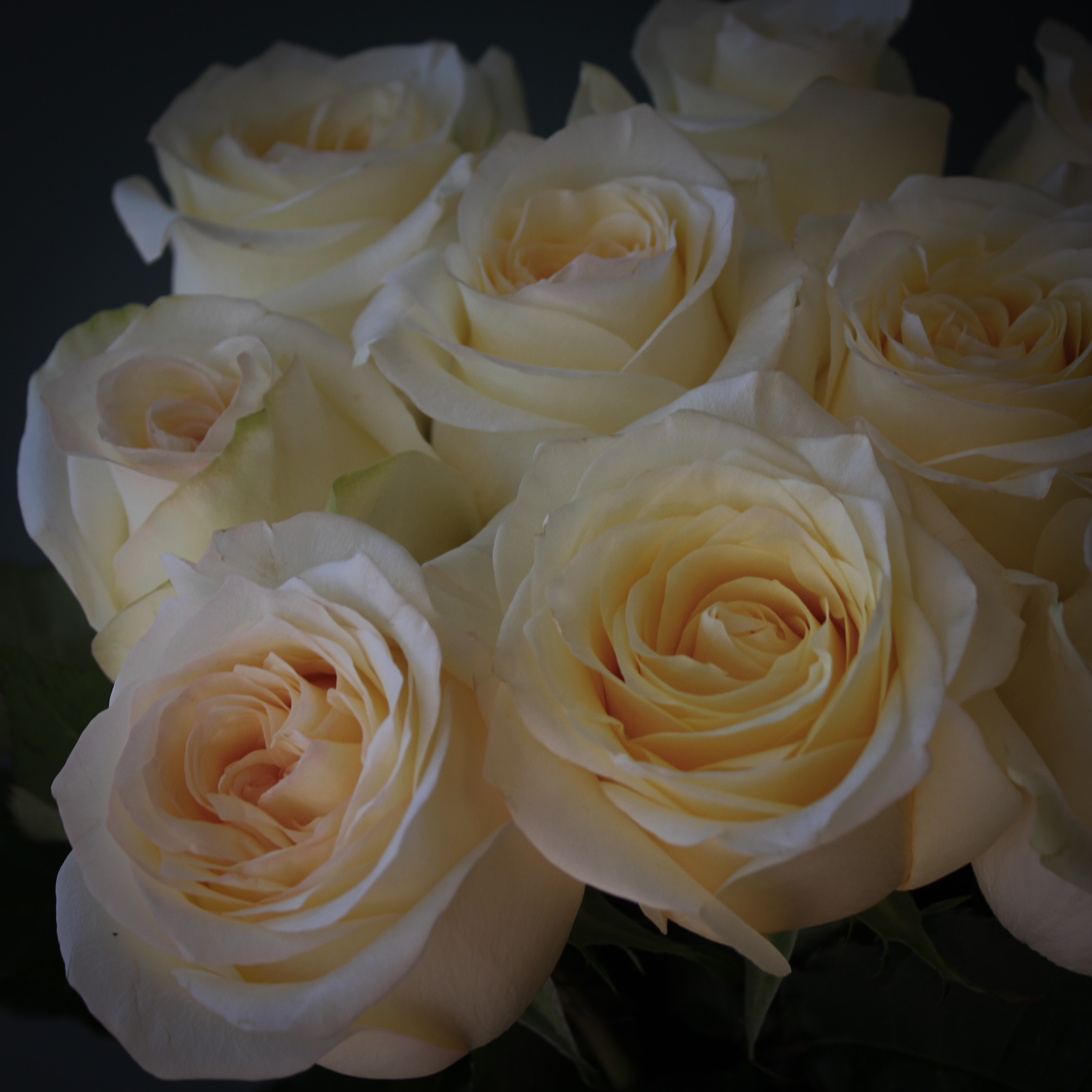 9 пионовидных кремовых роз Эквадор