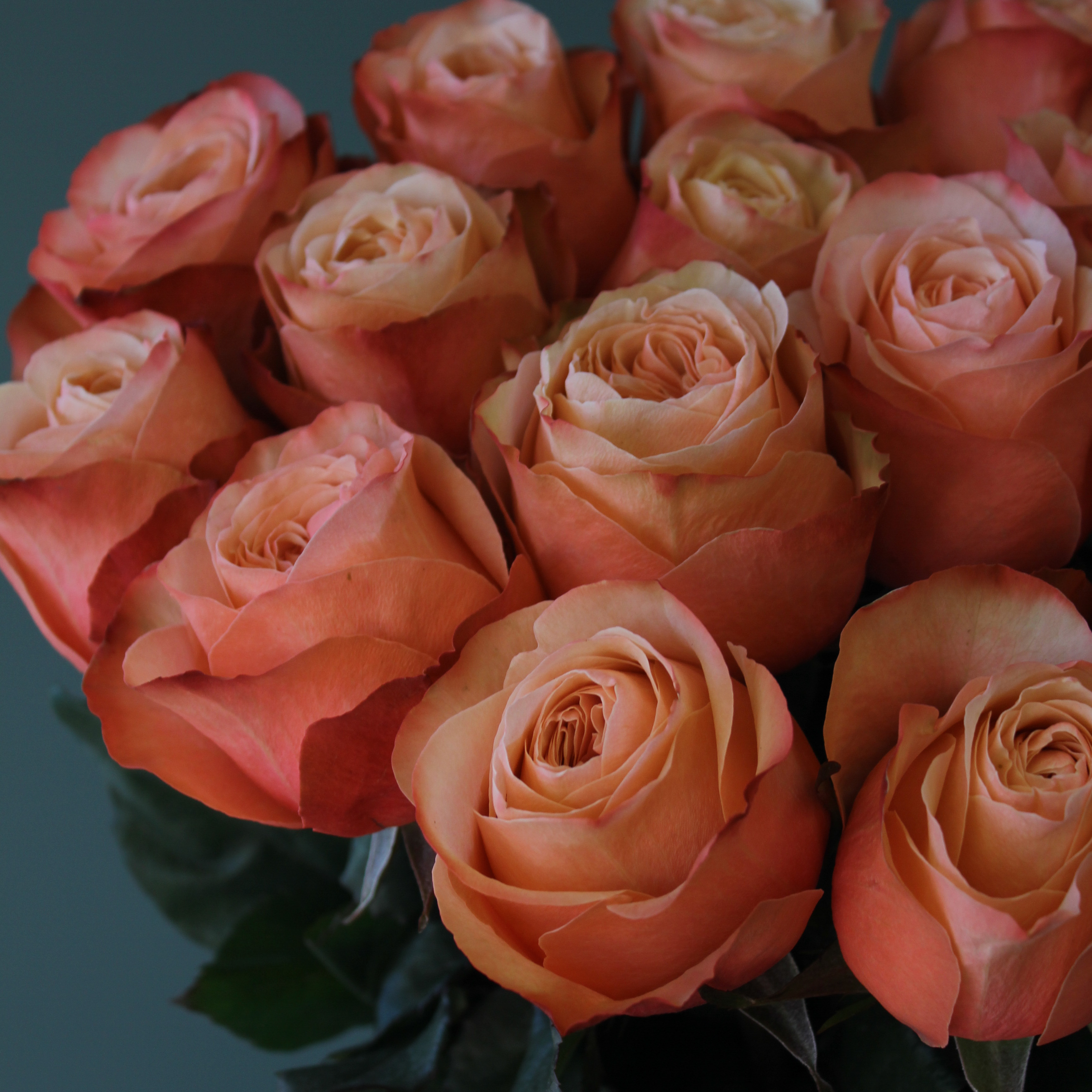 15 пионовидных персиковых роз Эквадор