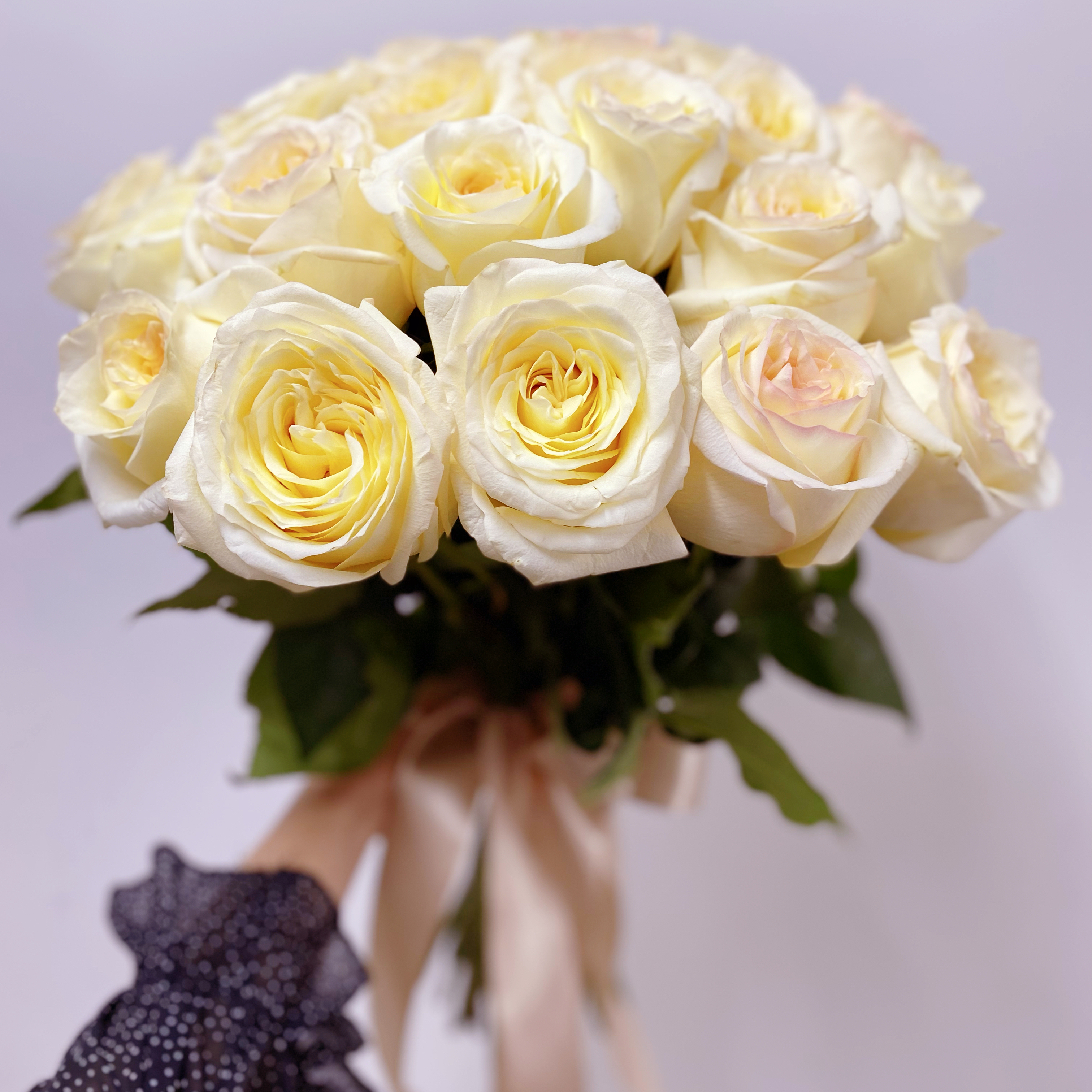 25 пионовидных кремовых роз Эквадор