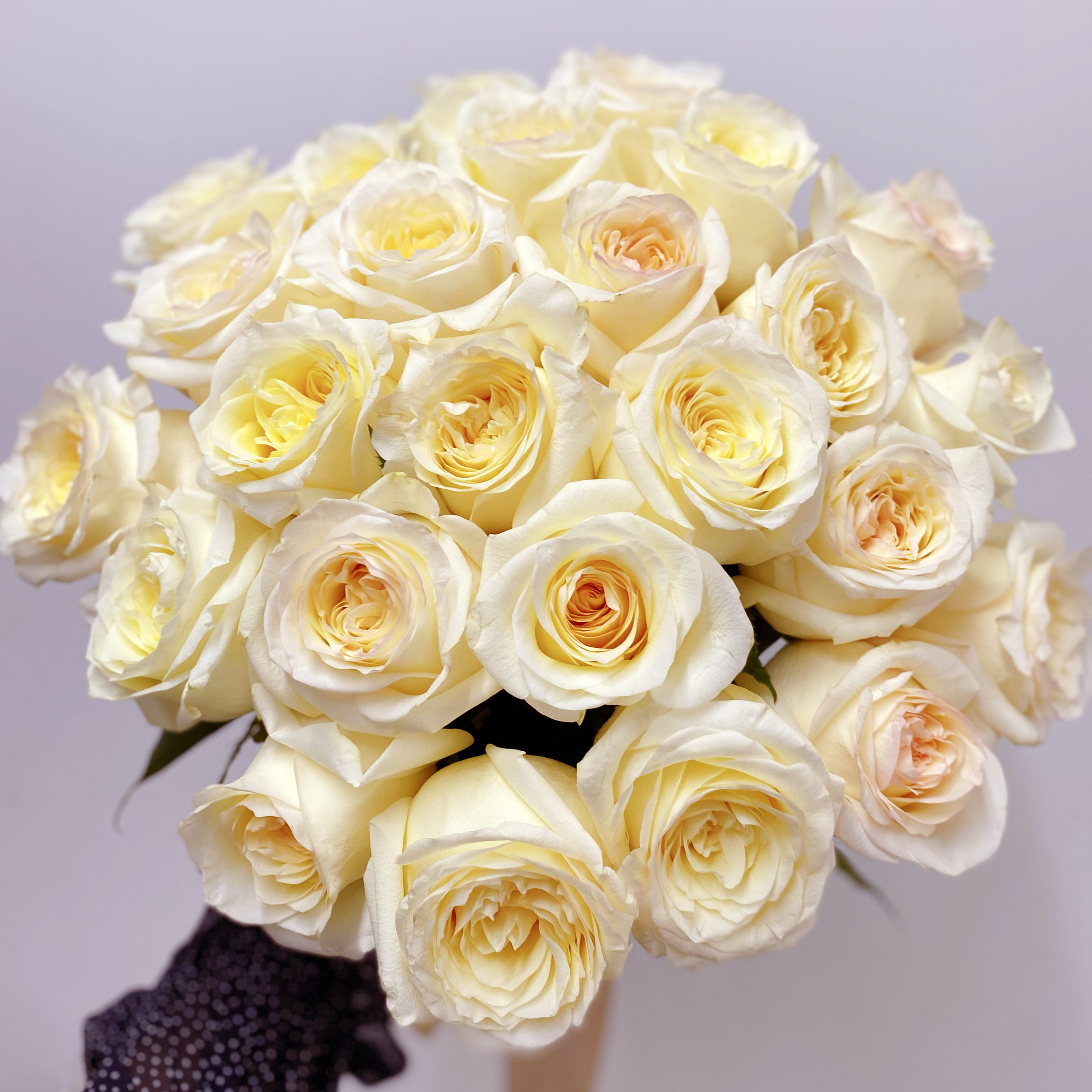 25 пионовидных кремовых роз Эквадор